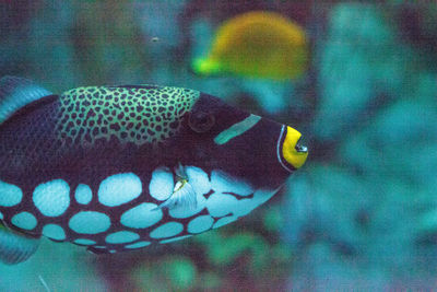 Close-up of fish swimming in aquarium