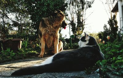 Cat looking away