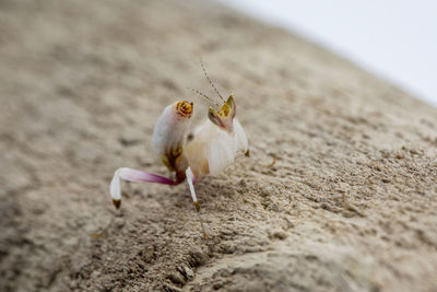 A malaysian orchid mantis nymph 