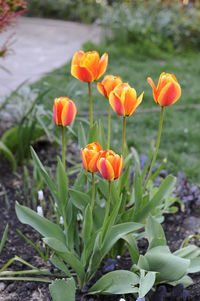 Close-up of orange tulips growing on field