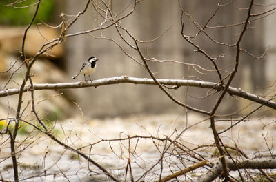 Bird perching on branch