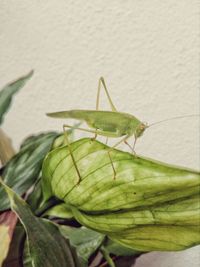 Close-up of insect on leaf