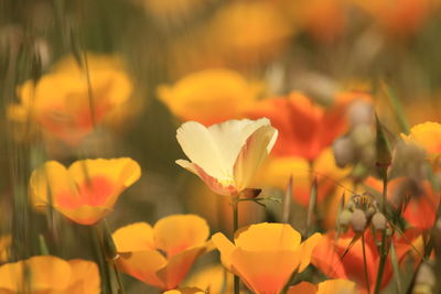 Close-up of white california poppy flower