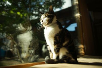 Portrait of brown tabby cat in woody room