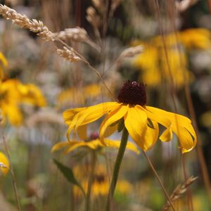 Close-up of yellow flowering plant