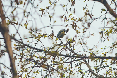 Low angle view of bird perching on tree