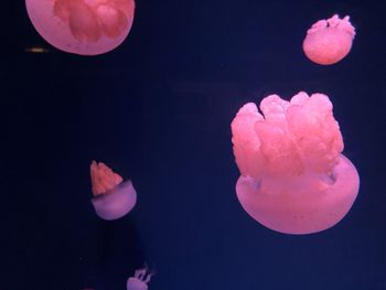 Close-up of jellyfish in sea