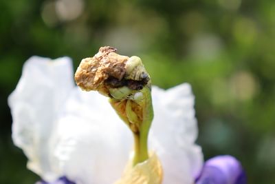 Close-up of white rose flower