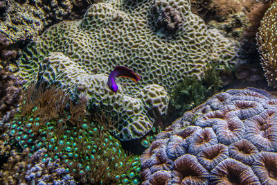 Close-up of little purple saltwater fish underwater amongst the colorful coral reef.