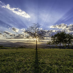 Trees on field against sky