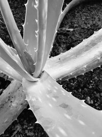 Close-up of plant