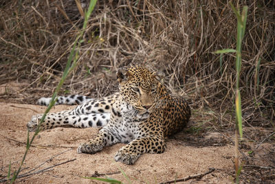 A leopard resting