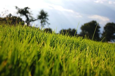 Close-up of wheat field against sky