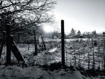 Bare trees on snow covered field