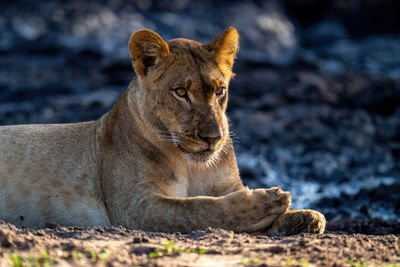 Close-up of lioness lying on muddy ground