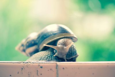 Close-up of snail on wall