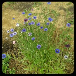 Close-up of purple flowers blooming in field