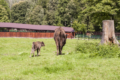 Horses in a field