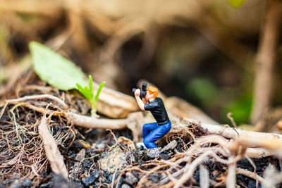 Close-up of insect on ground