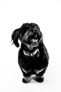 Black dog sitting against white background