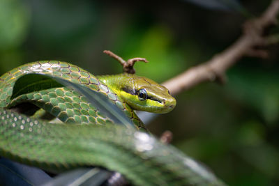 Close-up of lizard on leaf