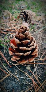 Close-up of pine cone on field