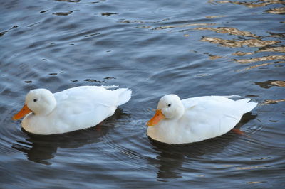 Twin ducks