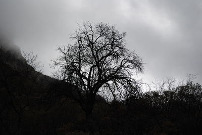 Low angle view of bare tree against sky