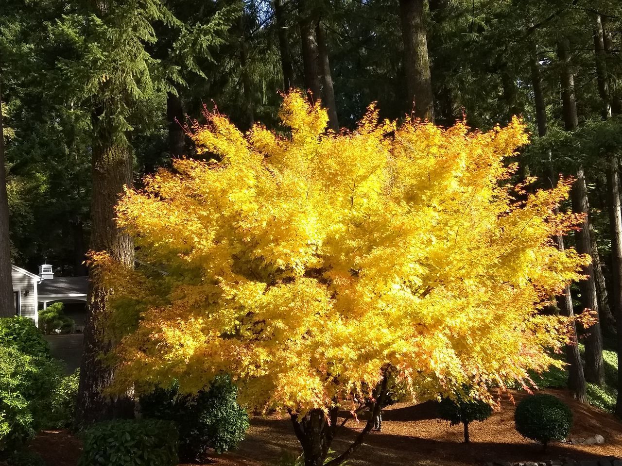 TREES IN AUTUMN