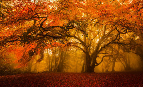 Trees in forest during autumn