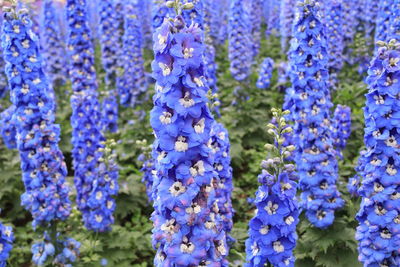 Close-up of purple flowering plants