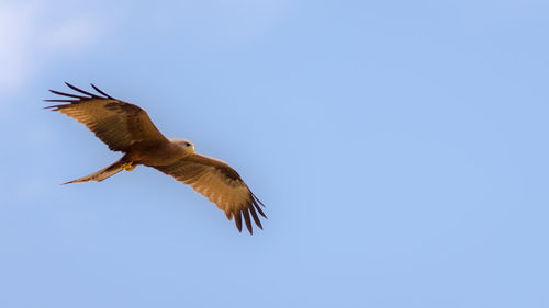 Low angle view of eagle flying against blue sky