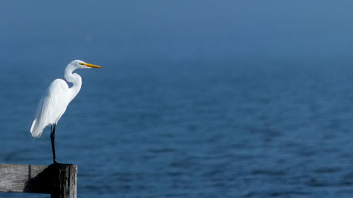 High angle view of gray heron perching on water