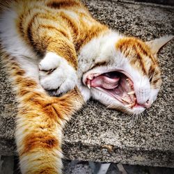 Close-up of cat yawning