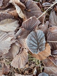 Full frame shot of dry leaves during winter