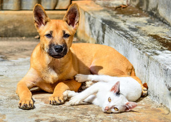 Close-up portrait of dog lying down