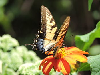 Close-up of butterfly pollinating on flower