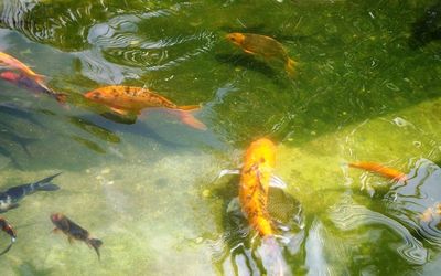 Fish swimming in water