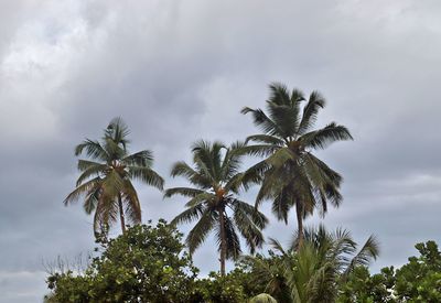 Low angle view of palm trees against sky