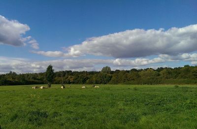 Scenic view of grassy field against cloudy sky