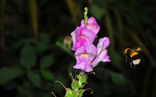 Close-up of insect on pink flower