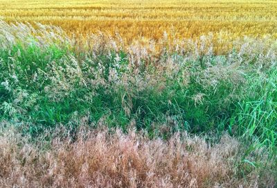 Crops growing on field