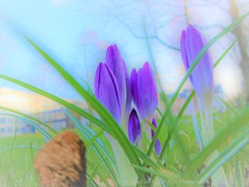 Close-up of crocus flowers