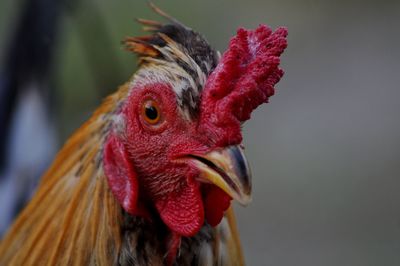 Close-up of rooster