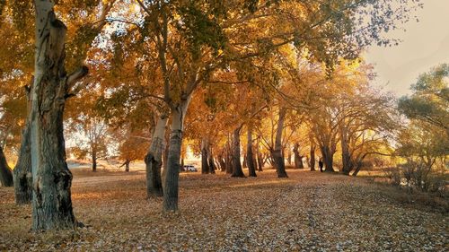 Trees on field during autumn