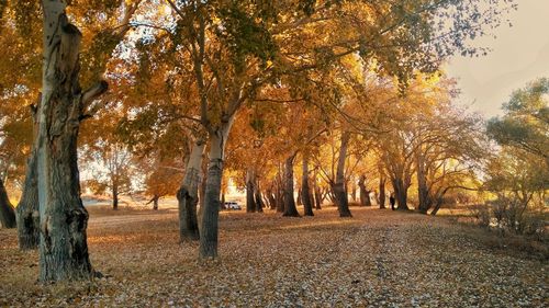 Trees on field during autumn