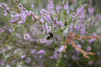 Close-up of bee pollinating on purple flowers