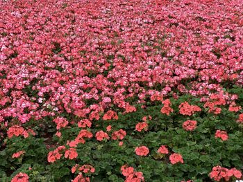 Pink flowering plants on field