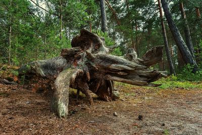 Lizard on tree trunk in forest