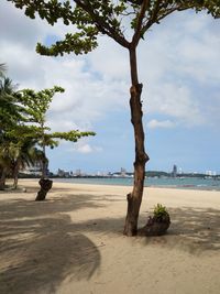 Trees on beach against sky